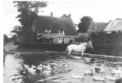 DHO077 Seavington pond with horse